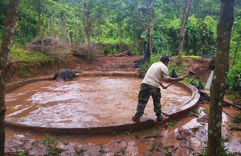 貯水池に落ちた体重2.5トンのアジアゾウを無事救出　雲南省
