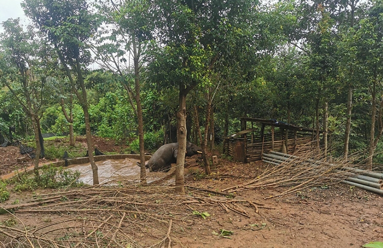 貯水池に落ちた体重2.5トンのアジアゾウを無事救出　雲南省