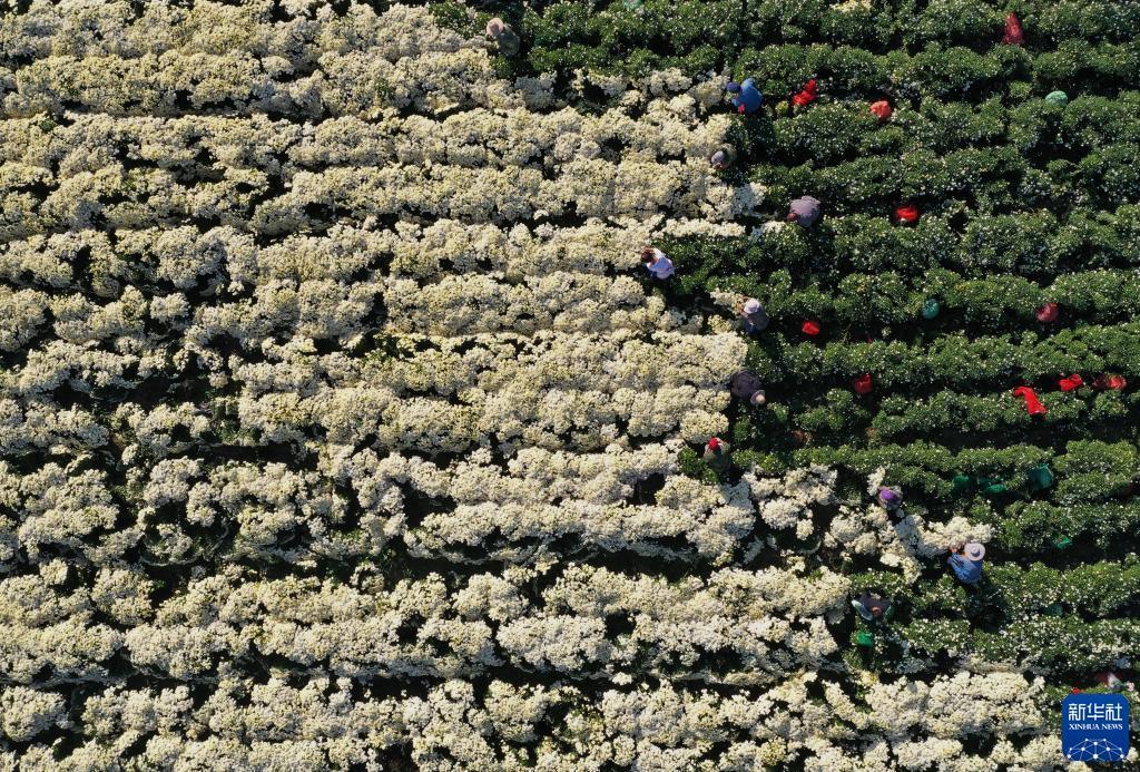 9月20日、河北省石家荘市井陘鉱区賈荘鎮で、太行菊を収穫する農家（ドローンによる撮影・楊世堯）。