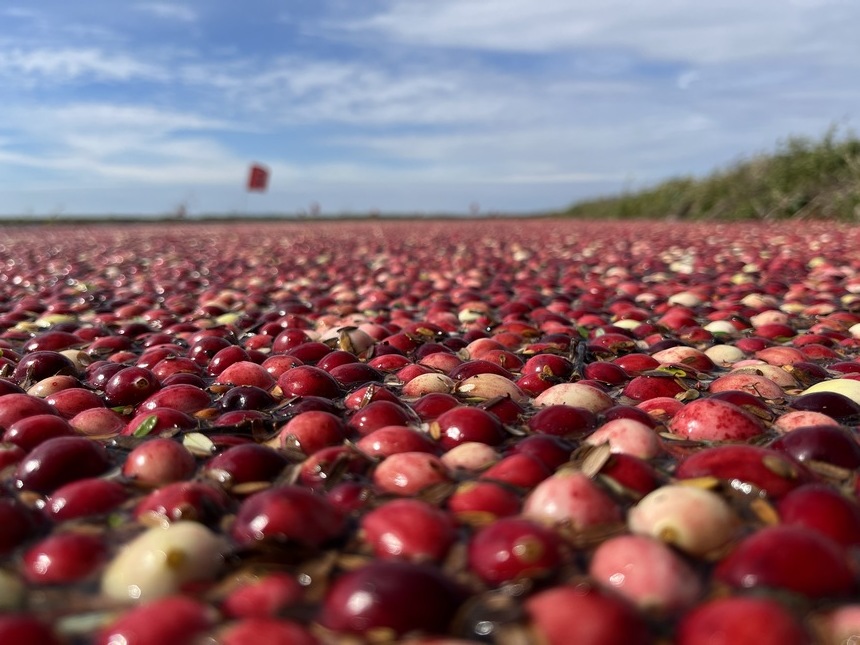 クランベリーの収穫シーズンが到来　黒竜江省撫遠