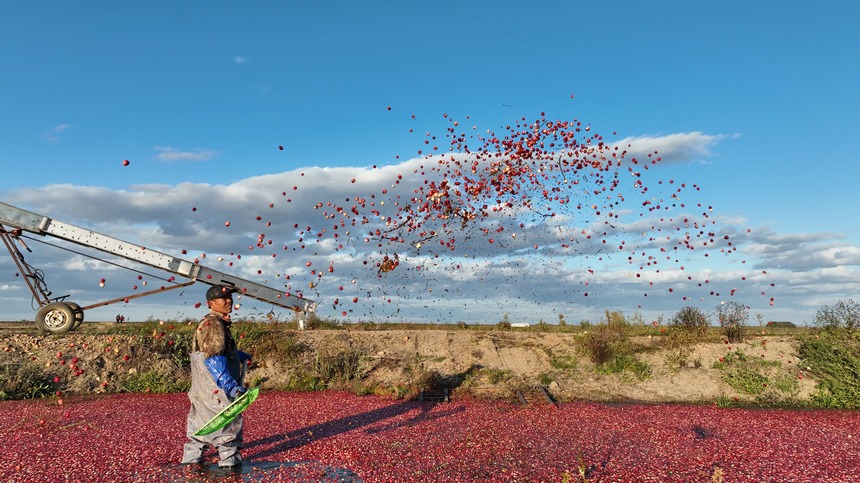 クランベリーの収穫シーズンが到来　黒竜江省撫遠