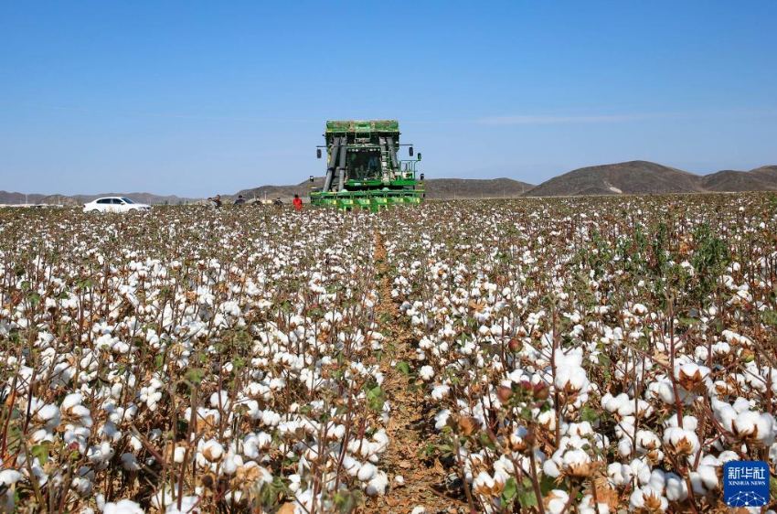 中国最大の綿花栽培エリア・新疆が収穫期に入る