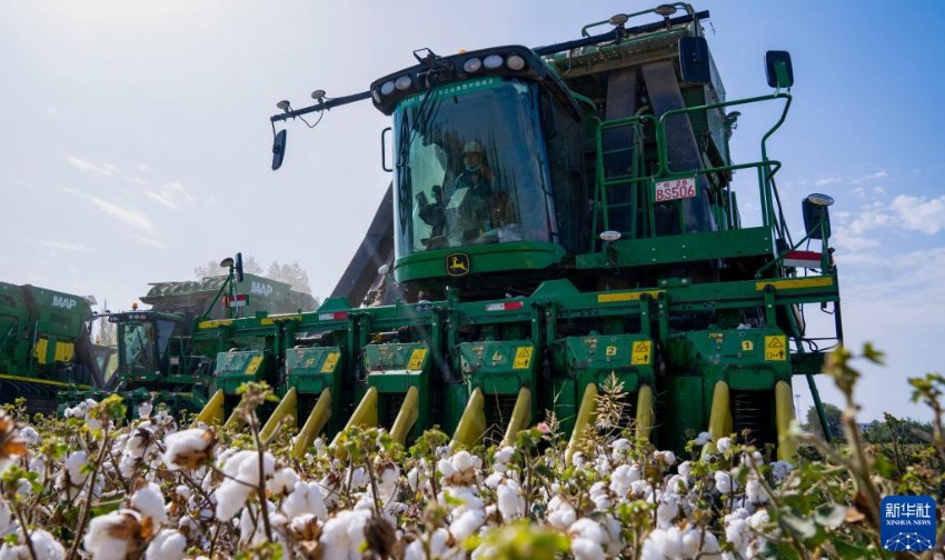 中国最大の綿花栽培エリア・新疆が収穫期に入る