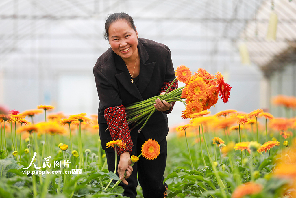栽培されている花が開花シーズンに入った貴州省黔西市谷里鎮前華村。花を摘み、市場に供給する農民（9月25日撮影・周訓超/写真著作権は人民図片が所有のため転載禁止）。