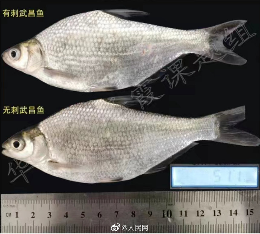 小骨の少ない武昌魚の育種に成功　湖北省武漢市