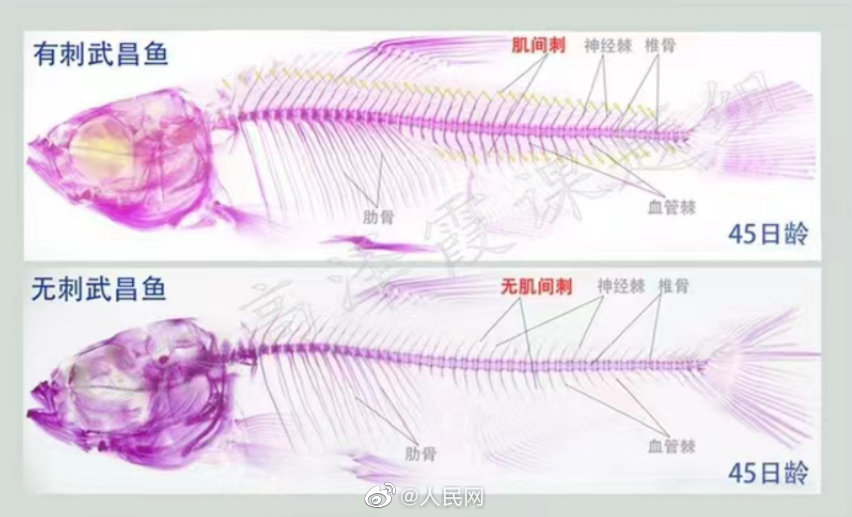 小骨の少ない武昌魚の育種に成功　湖北省武漢市