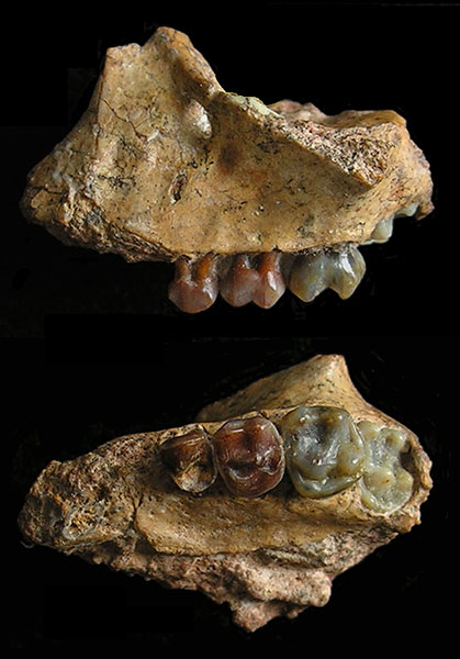 コドモ期の「元謀小猿」の上顎骨