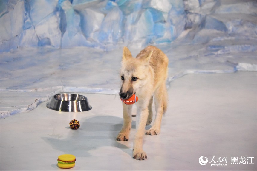 世界初の「クローンホッキョクオオカミ」がハルビン極地公園で公開　黒竜江省
