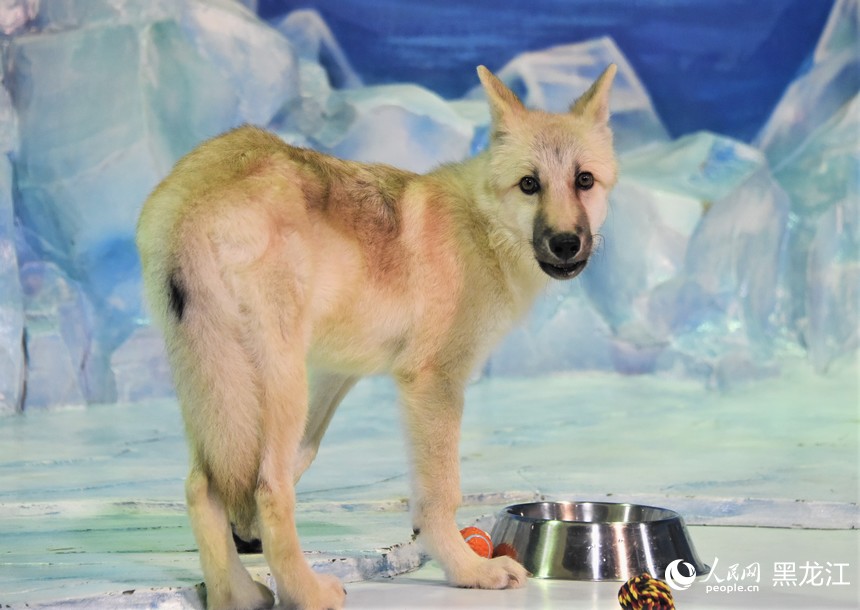 世界初の「クローンホッキョクオオカミ」がハルビン極地公園で公開　黒竜江省
