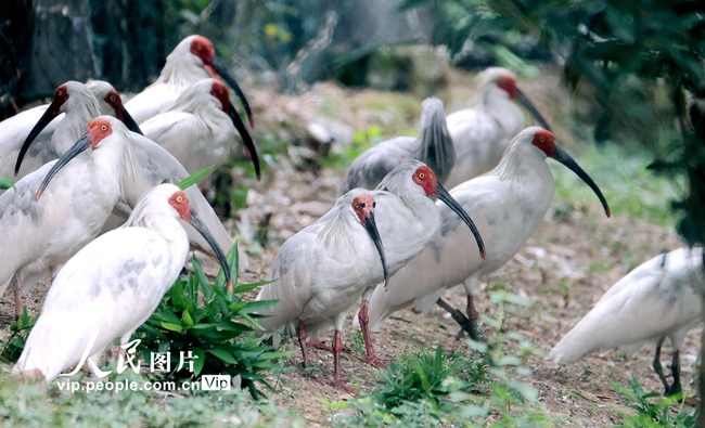 中国南方地域トキ個体群再生がスタート　浙江省徳清