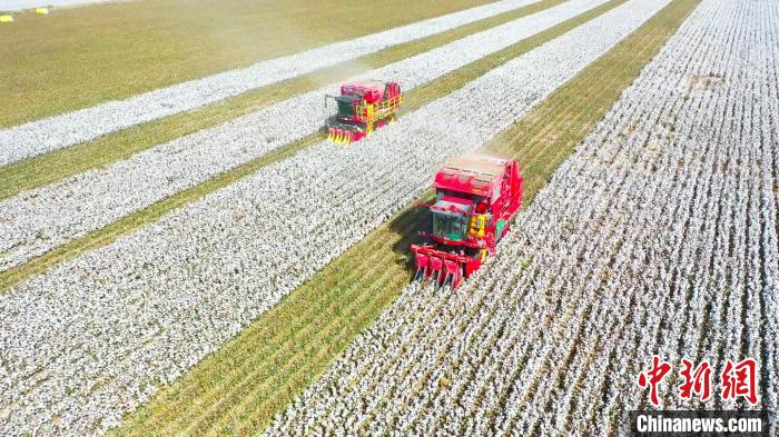 新疆・巴州の綿花畑350万ムーが収穫期　機械化進み壮大な眺め