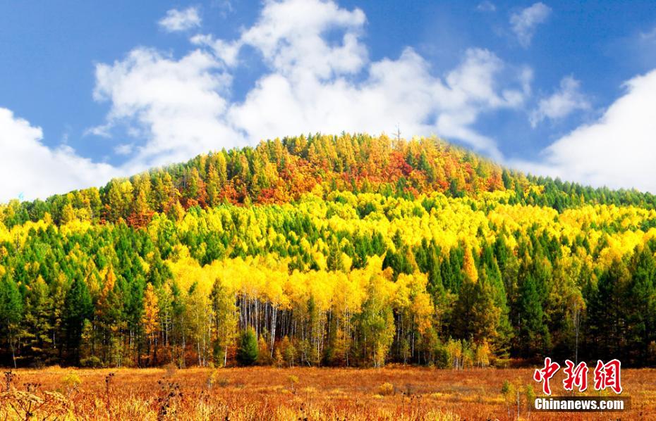 色とりどりに染まる晩秋の森　内モンゴル大興安嶺