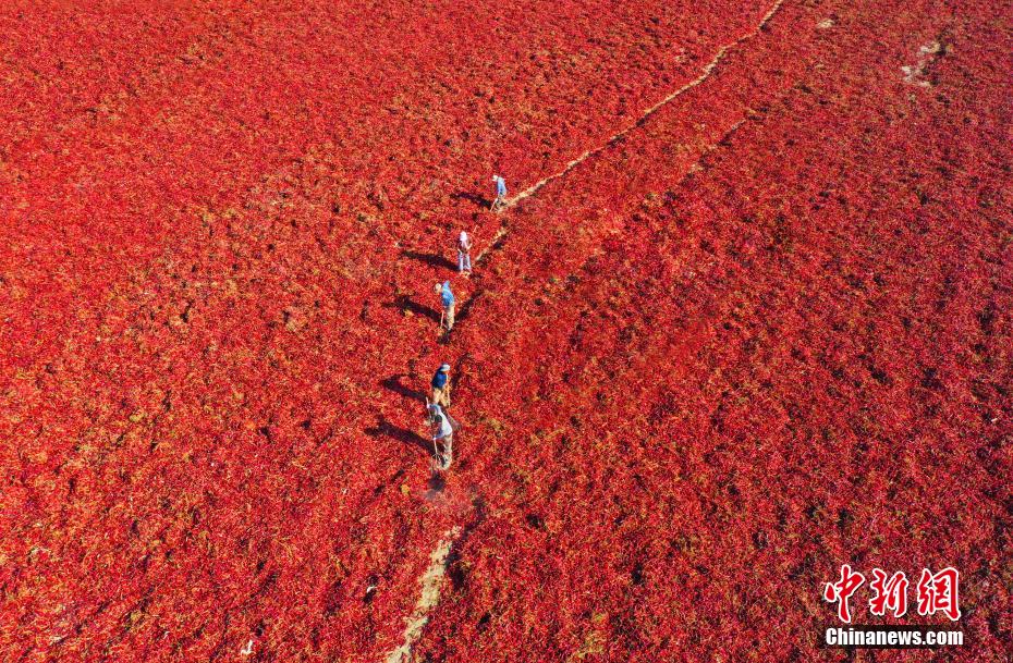 新疆生産建設兵団第2師団第21団の唐辛子乾燥場で、国境地帯の美しい秋景色を構成するレッドカーペットのような真っ赤な唐辛子（撮影・白克斌）。
