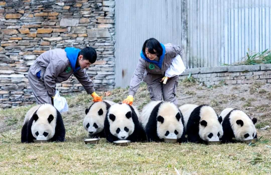 パンダに栄養満点の朝の餌を与える飼育員。（画像提供は中国ジャイアントパンダ保護研究センター）