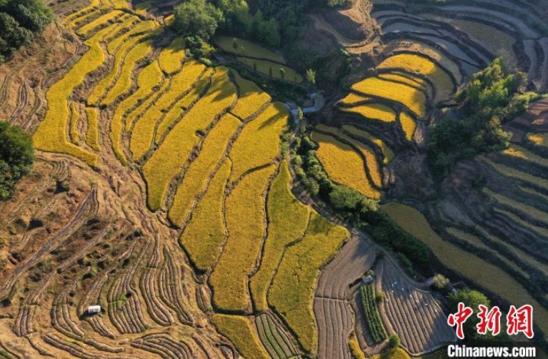 秋の稲刈りに忙しい安徽省黄山の棚田