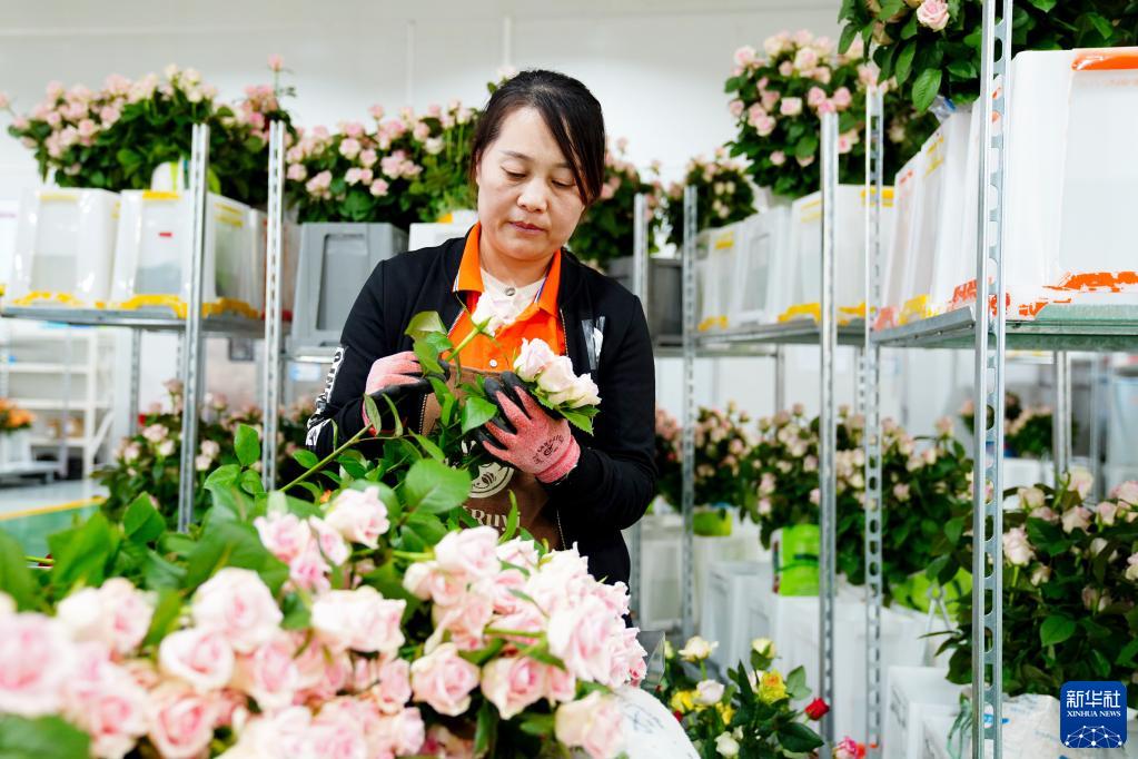 農村振興の道を切り拓く生花　山東省莒県