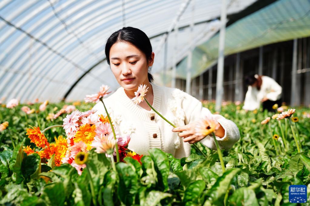 農村振興の道を切り拓く生花　山東省莒県