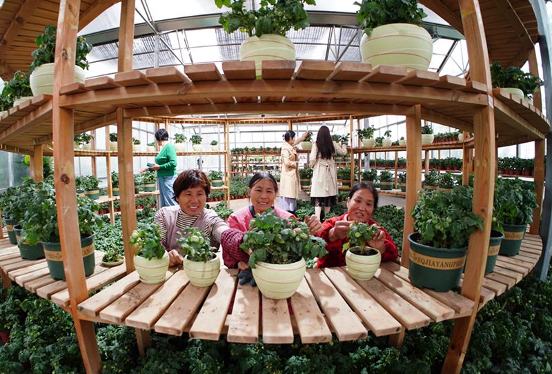 野菜の鉢植えで農家の増収バックアップ　江蘇省