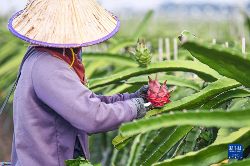 海南省東方市でドラゴンフルーツの収穫が佳境に