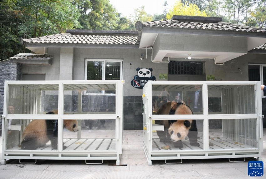 10月18日、中国ジャイアントパンダ保護研究センター雅安基地で出発を待つパンダの「四海」（写真左）と「京京」。