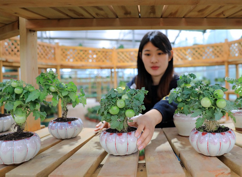 野菜の鉢植えで農家の増収バックアップ　江蘇省