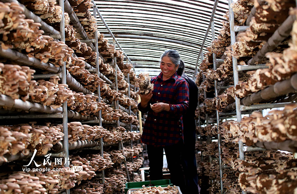 農民の増収をけん引するキノコの温室栽培　江西省大余