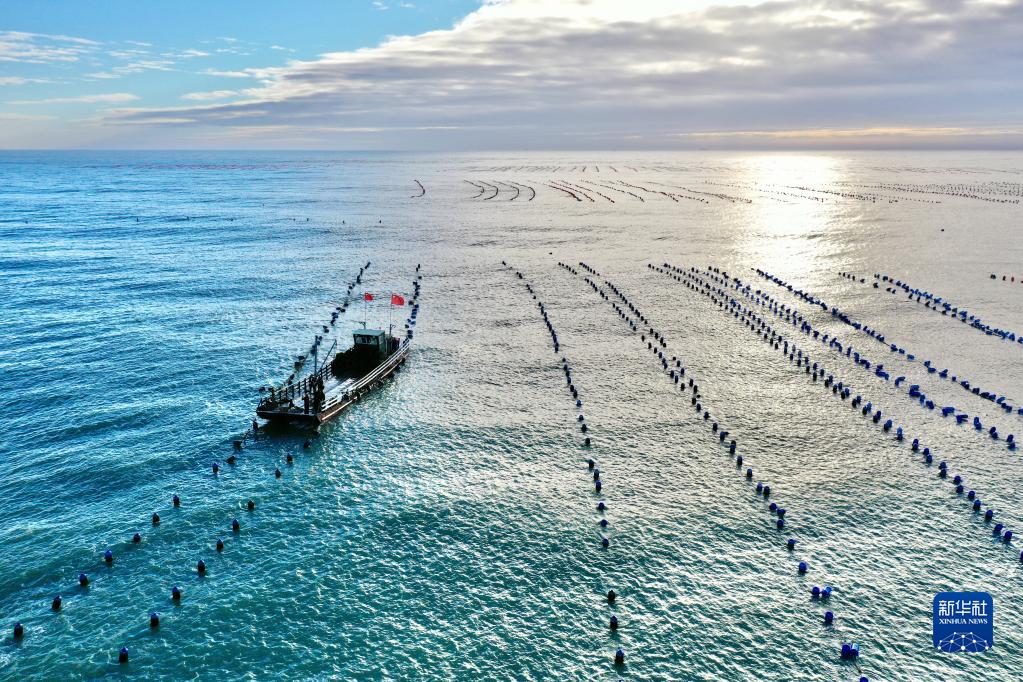 福建省寧徳市霞浦県三沙鎮海域で、牡蠣の収穫作業を進める牡蠣収穫船（10月22日、ドローンによる撮影・姜克紅）。