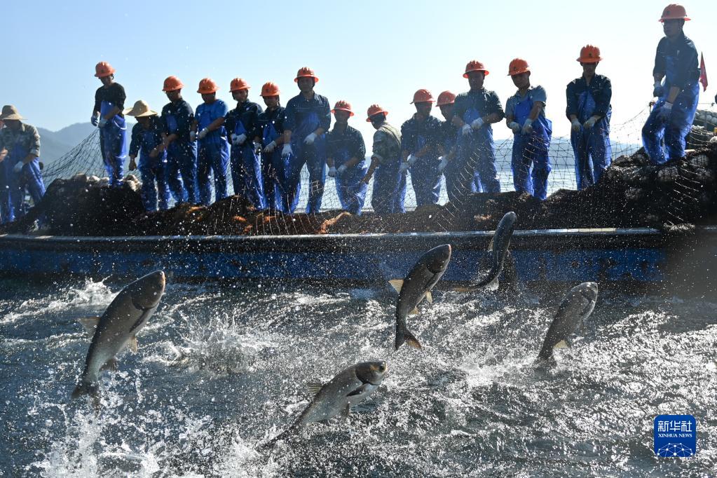 巨大な漁網で魚を捕る「巨網捕魚」で豊漁に　浙江省千島湖