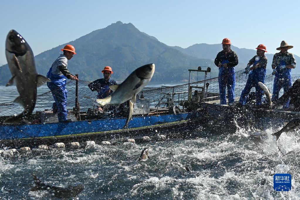 巨大な漁網で魚を捕る「巨網捕魚」で豊漁に　浙江省千島湖