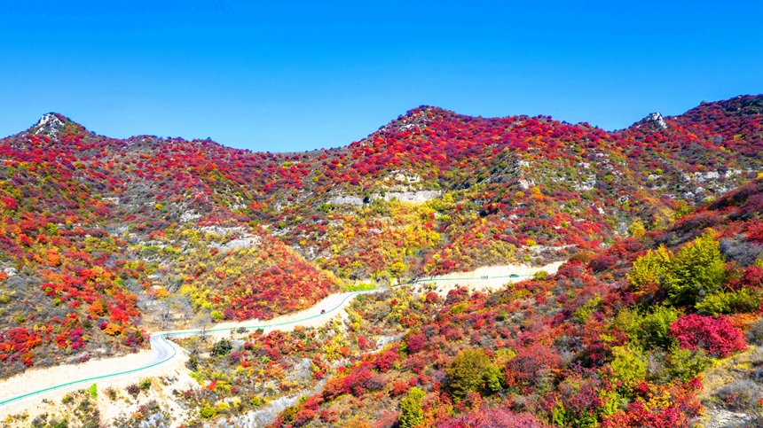 秋色に染まった木々に覆いつくされた太行山　河北省