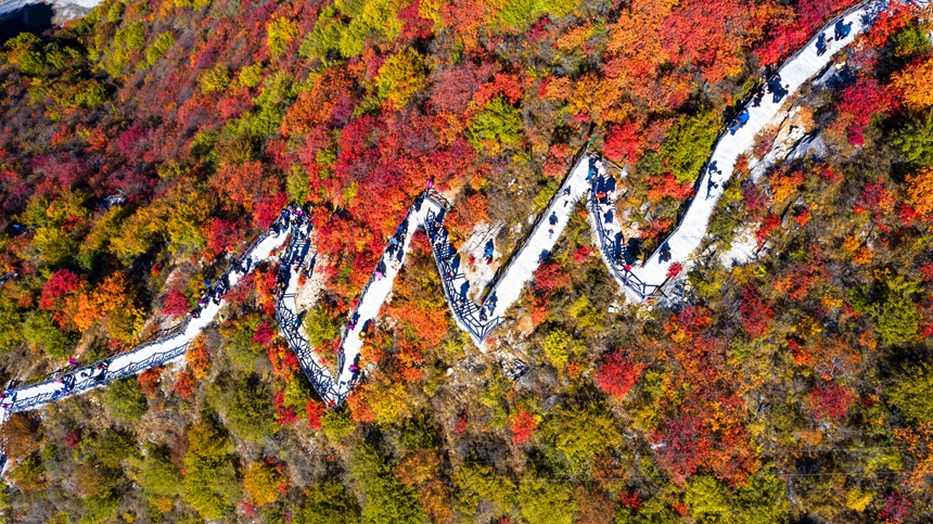 秋色に染まった木々に覆いつくされた太行山　河北省