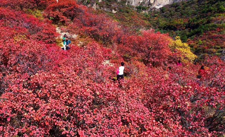 秋色に染まった木々に覆いつくされた太行山　河北省