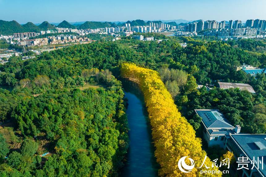 貴陽花渓に1年で最も美しい季節が到来　貴州省