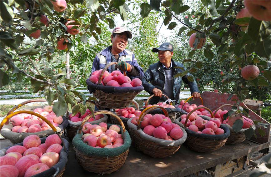 阿克蘇市紅旗坡片区管理委員会の果樹園で、リンゴを運ぶ果物農家（撮影・楊碩）。