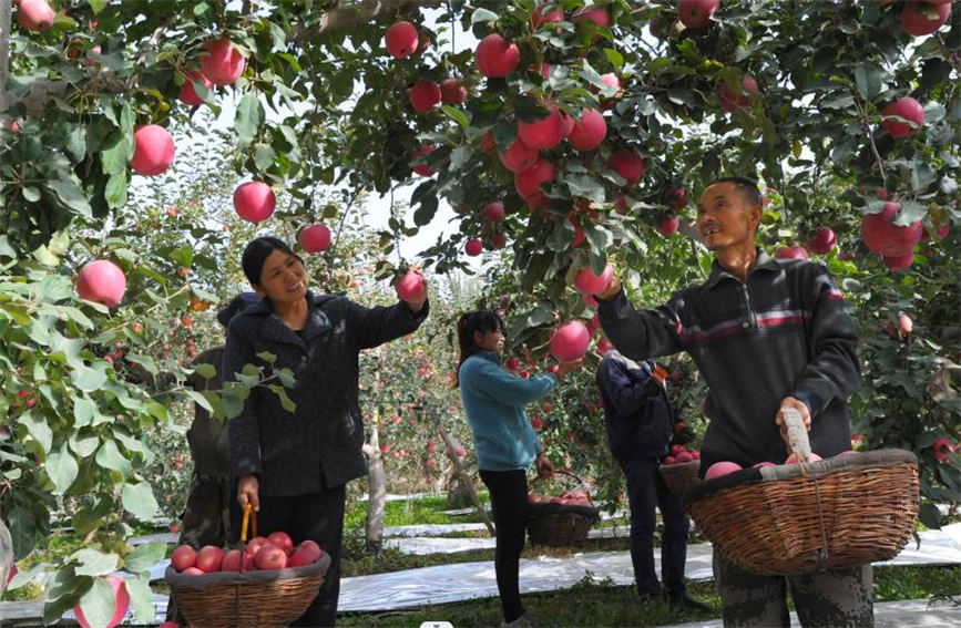 リンゴ豊作で笑顔弾ける果物農家　新疆阿克蘇