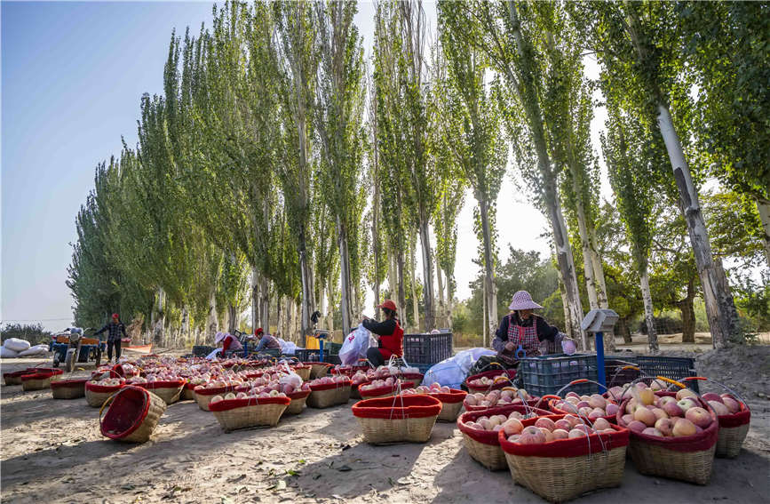 リンゴ豊作で笑顔弾ける果物農家　新疆阿克蘇