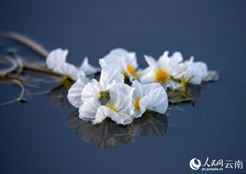 海菜花咲く湖面と漁をする人々　雲南大理・剣湖の10月の風物詩