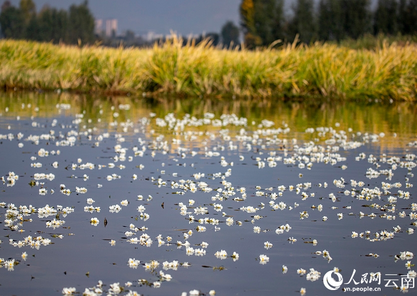 海菜花咲く湖面と漁をする人々　雲南大理・剣湖の10月の風物詩