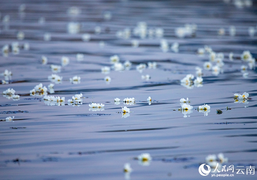 海菜花咲く湖面と漁をする人々　雲南大理・剣湖の10月の風物詩