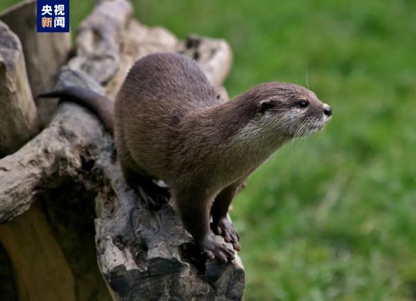 広州の南沙湿地で約10年ぶりにカワウソ確認　広東省