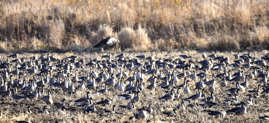 壮観！数十万羽の渡り鳥が黒竜江迎春林区に集結