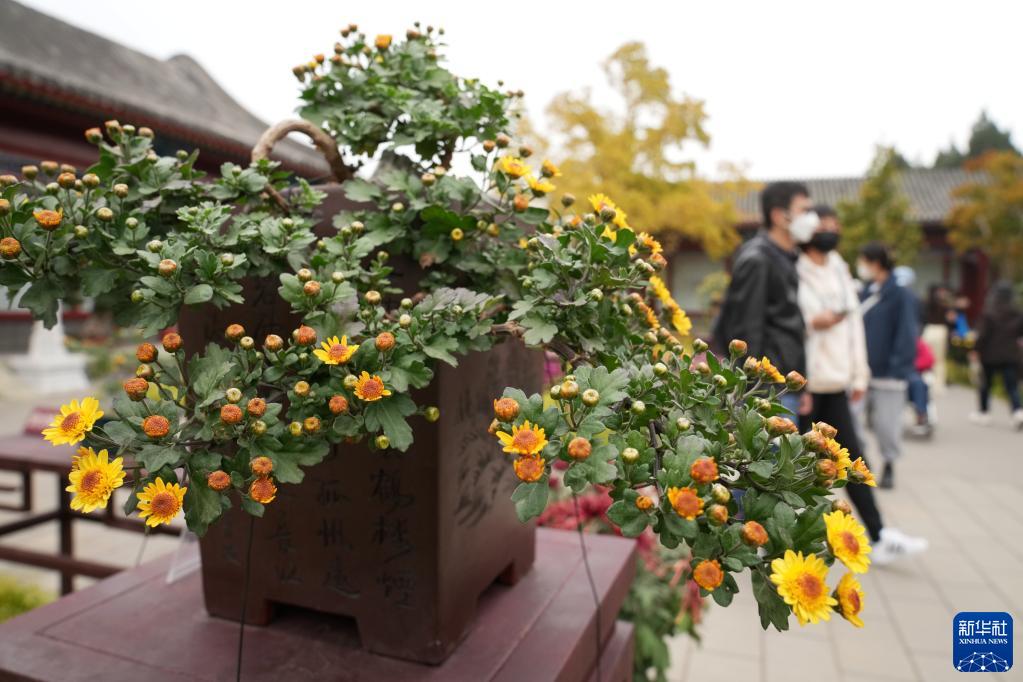 北海公園で秋の菊鑑賞　北京