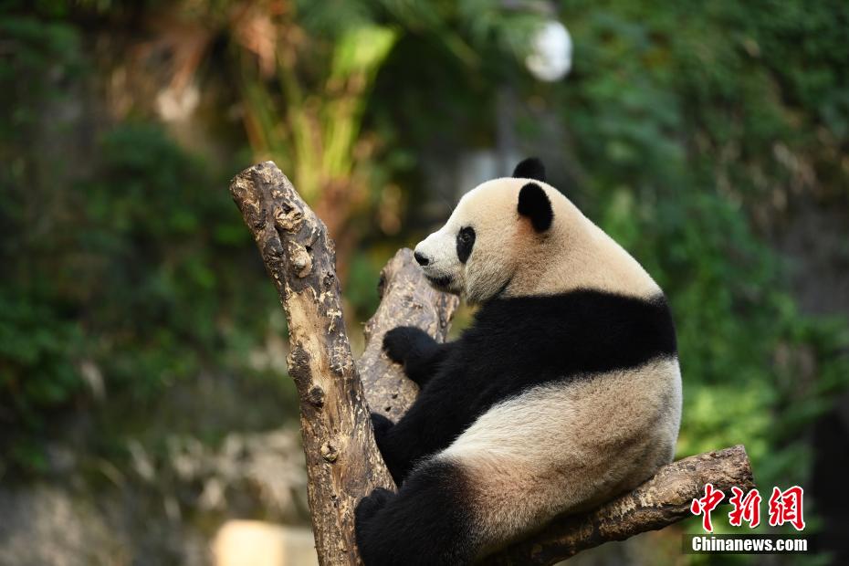 秋の陽だまりで日向ぼっこする重慶動物園のパンダ