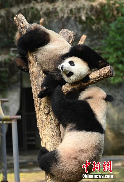 秋の陽だまりで日向ぼっこする重慶動物園のパンダ