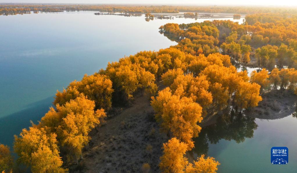 タリム川流域で黄金色に染まったコトカケヤナギ　新疆