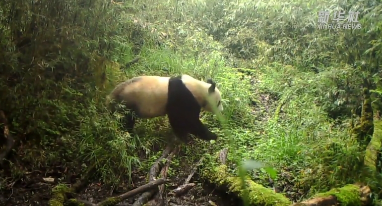 パンダ国家公園の赤外線カメラが捉えた希少動物たち　四川省