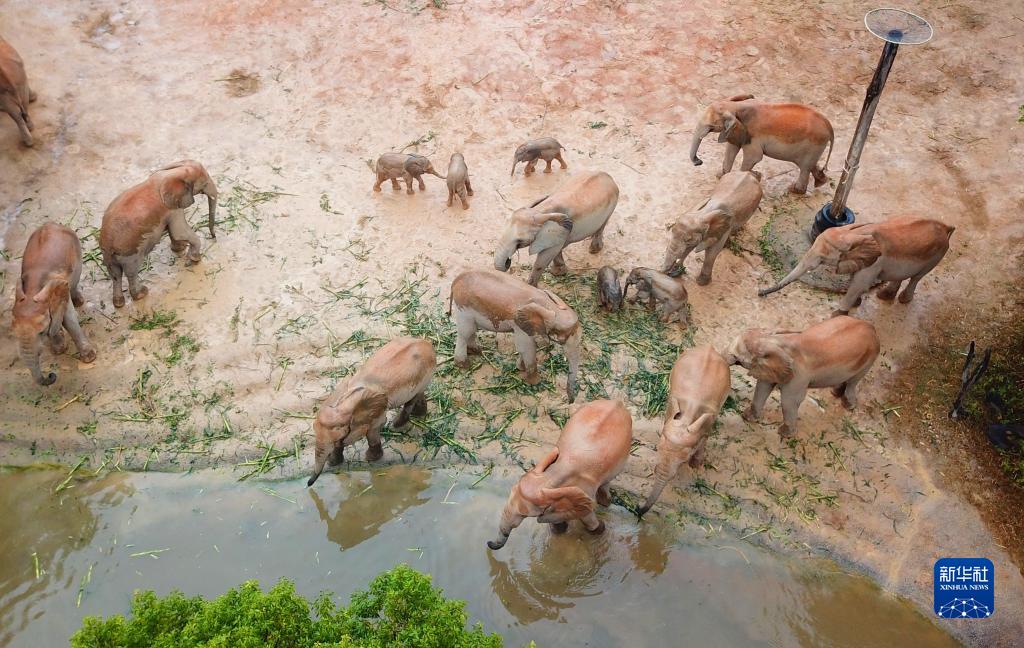 長隆野生動物世界がアフリカゾウ5頭の繁殖に成功　広東省清遠