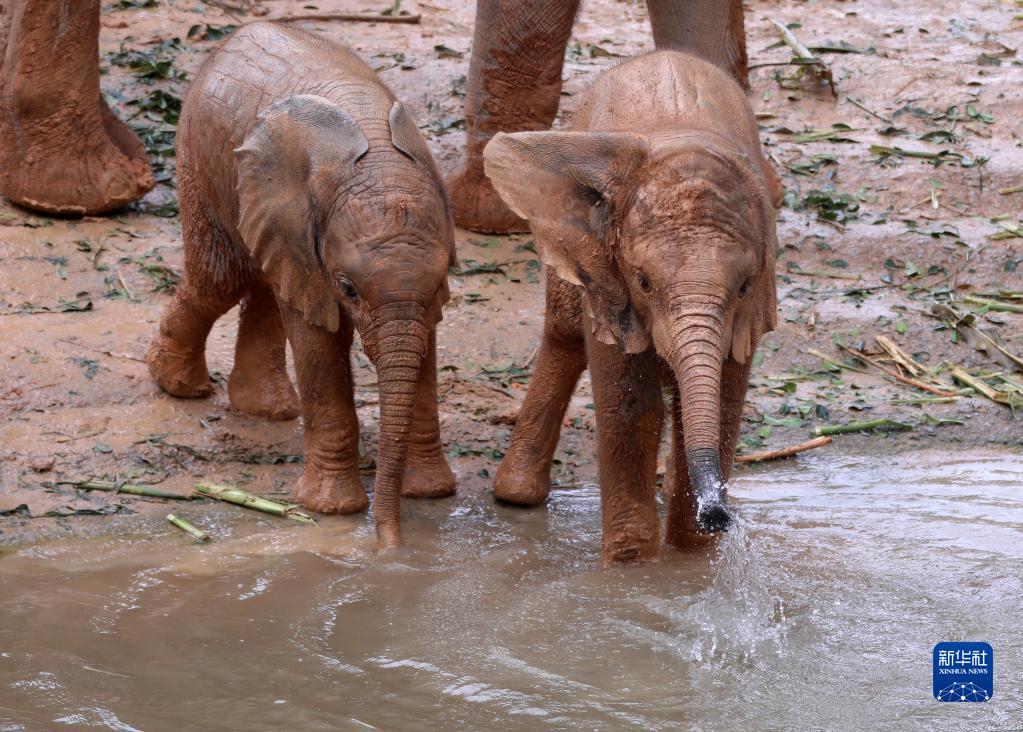 長隆野生動物世界がアフリカゾウ5頭の繁殖に成功　広東省清遠