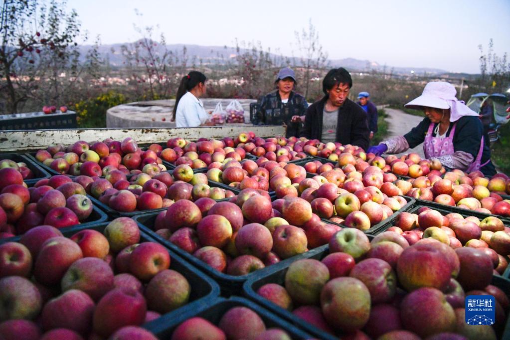 豊作を迎えた高原のリンゴ　貴州省威寧