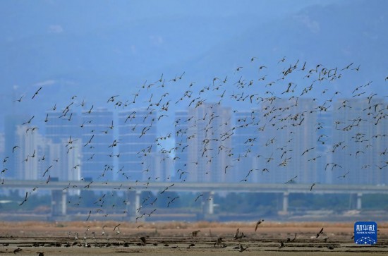 「鳥の楽園」閩江河口湿地を訪ねて　福建省